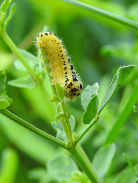 Zygaenidae - csüngőlepkefélék