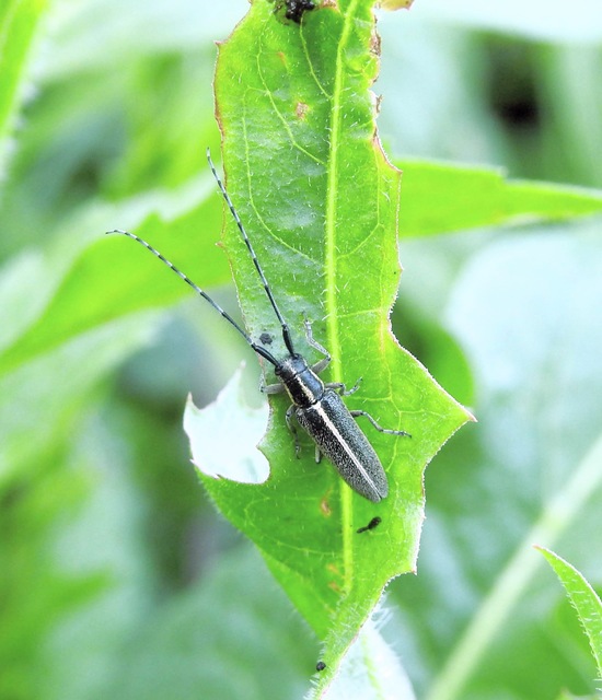 Agapanthia cardui - sávos bogáncscincér