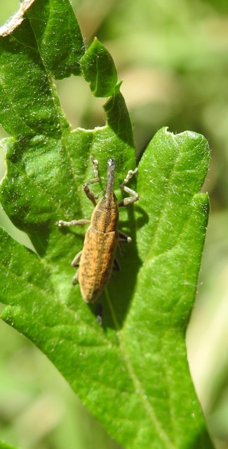 Lixus fasciculatus - nyurgalábú dudvabarkó