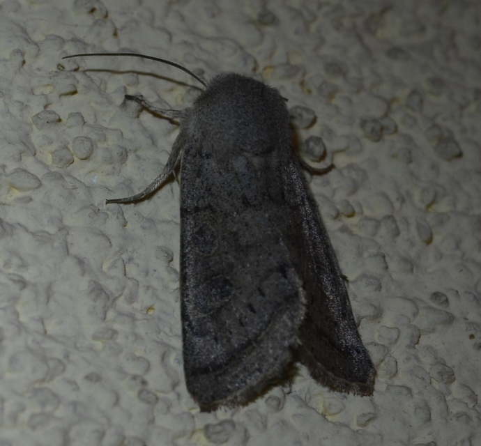 Orthosia gracilis - karcsú barkabagoly