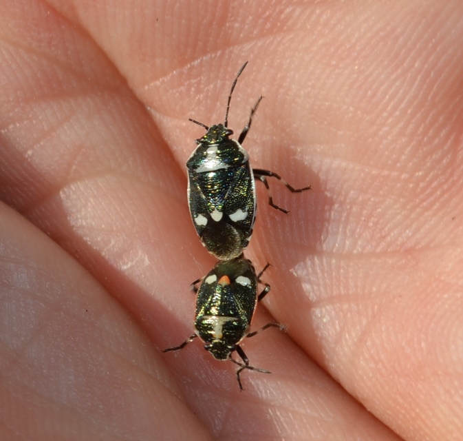Eurydema oleracea - paréjpoloska Eurydema oleracea - paréjpoloska