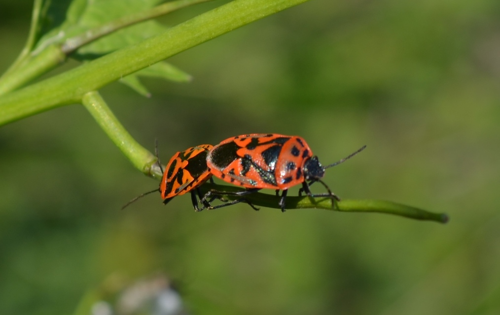 Eurydema ornata - díszespoloska Eurydema ornata - díszespoloska