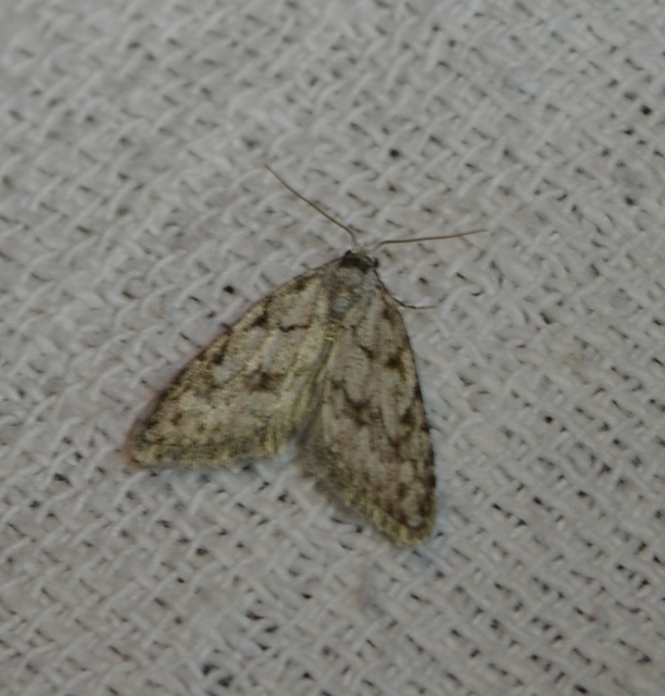Nola cicatricalis - szürke pamacsosszövő