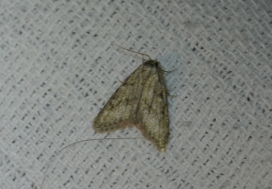 Nola cicatricalis - szürke pamacsosszövő