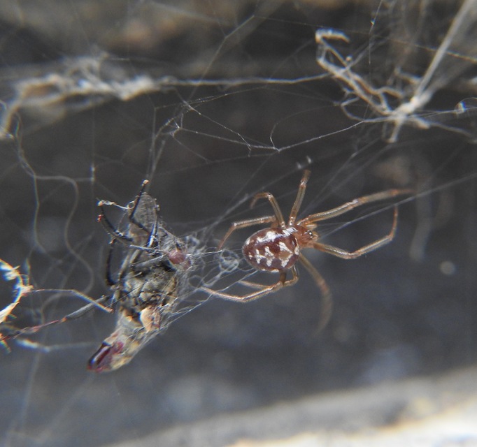 Steatoda triangulosa - háromszöges faggyúpók