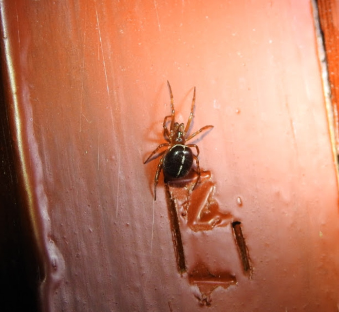 Steatoda bipunctata - kétpettyes faggyúpók