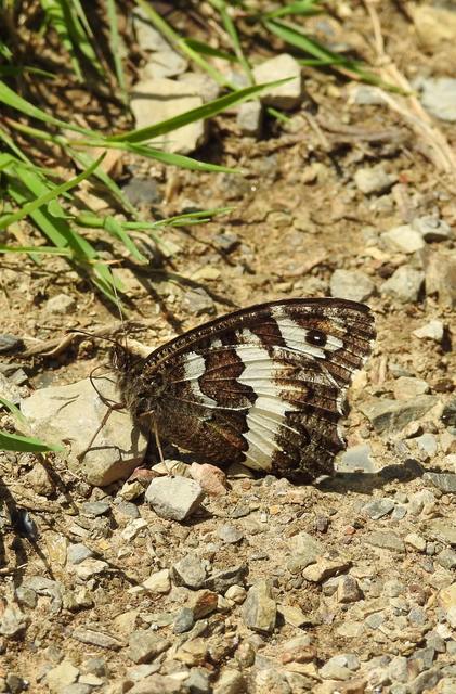 Brintesia circe - fehéröves szemeslepke