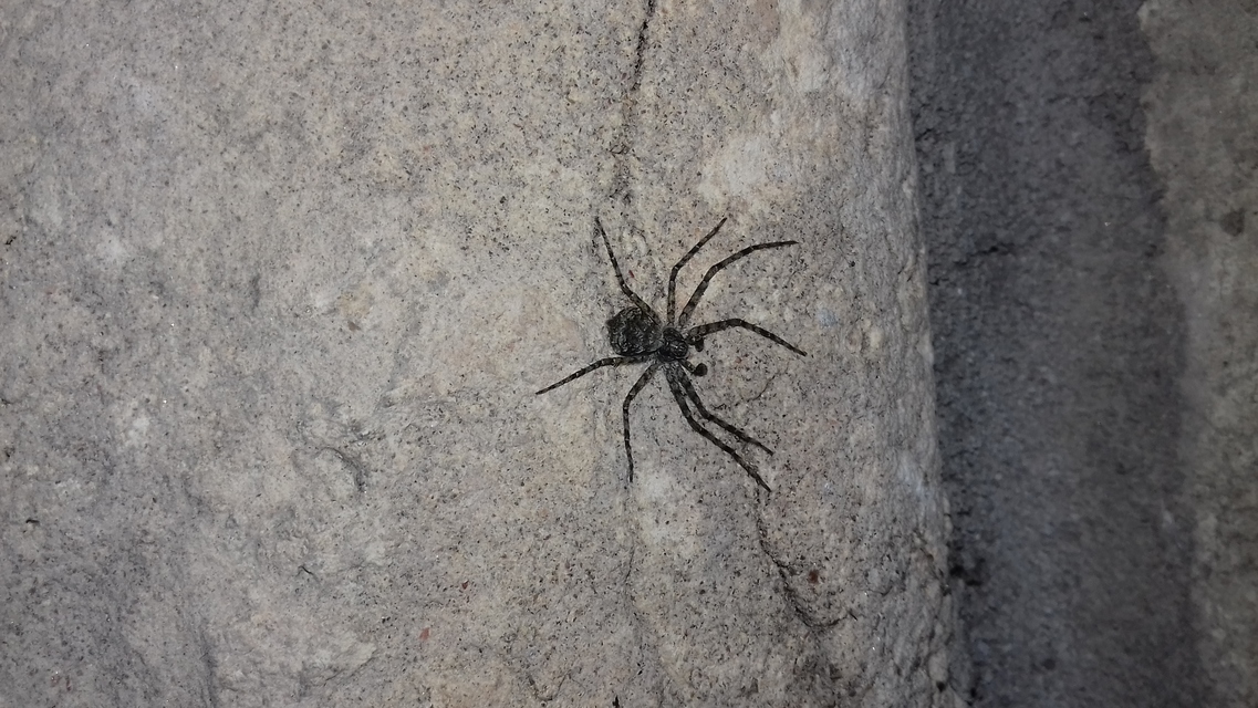 Philodromus margaritatus - bükkfa-fürgekarolópók