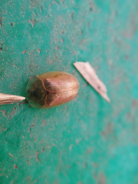 Cassida Cassida