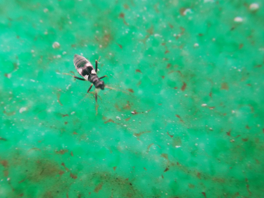 Omphalonotus quadriguttatus