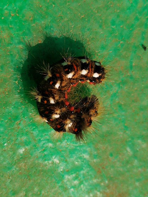 Acronicta rumicis - sóska-szigonyosbagoly