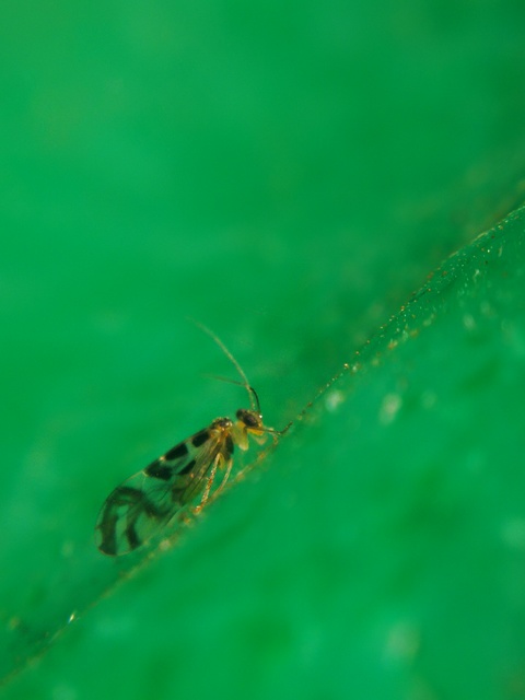 Graphopsocus cruciatus