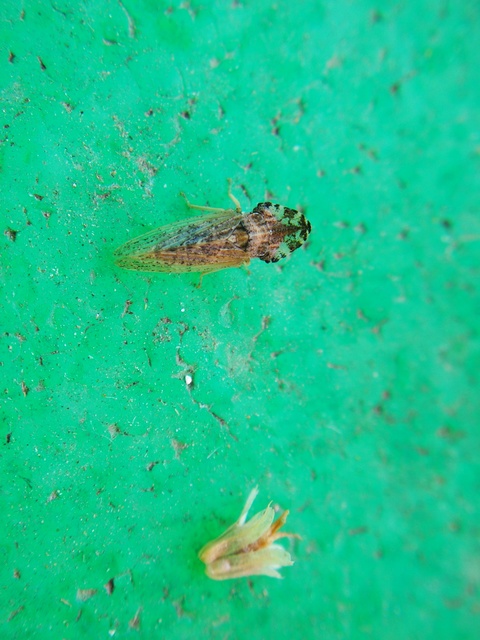 Eupelix cuspidata