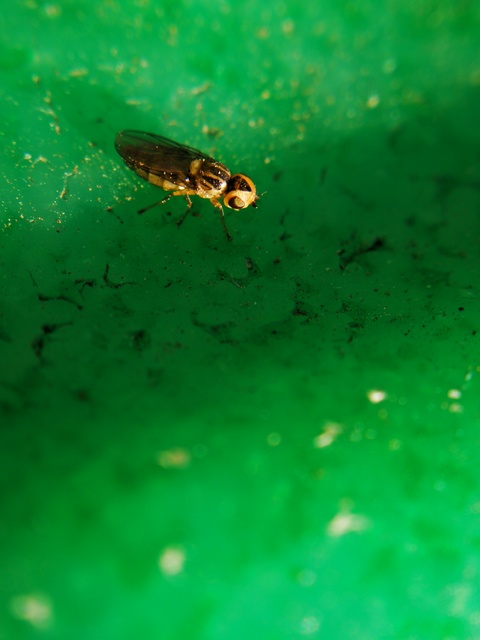 Chloropidae - gabonalegyek