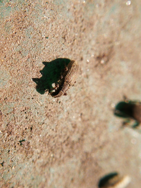 Sitona puncticollis - nagy csipkézőbogár