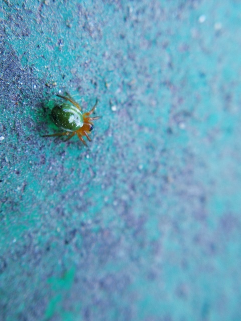 Araniella