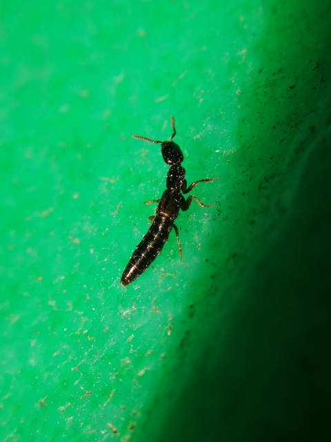Xantholinus Xantholinus