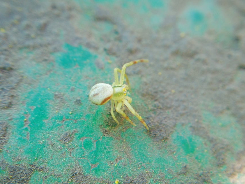 Misumena vatia - viráglakó karolópók