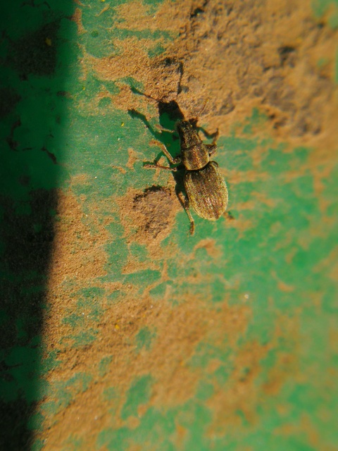Sitona humeralis - lucerna-csipkézőbogár