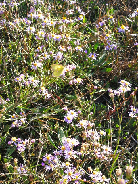 Colias erate - csángó-kéneslepke