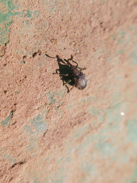 Brentidae - pálcaormányosfélék