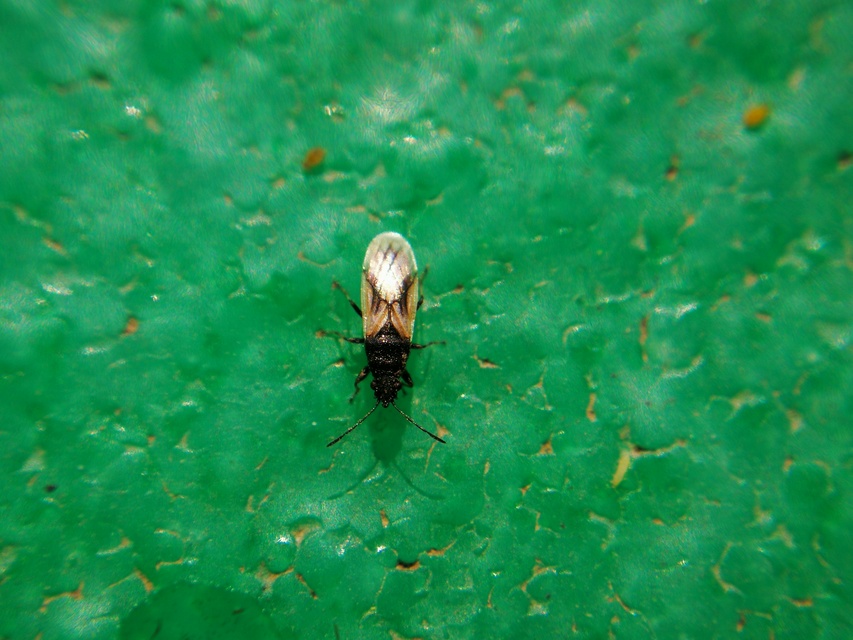 Metopoplax origani - szélesfejű bodobács