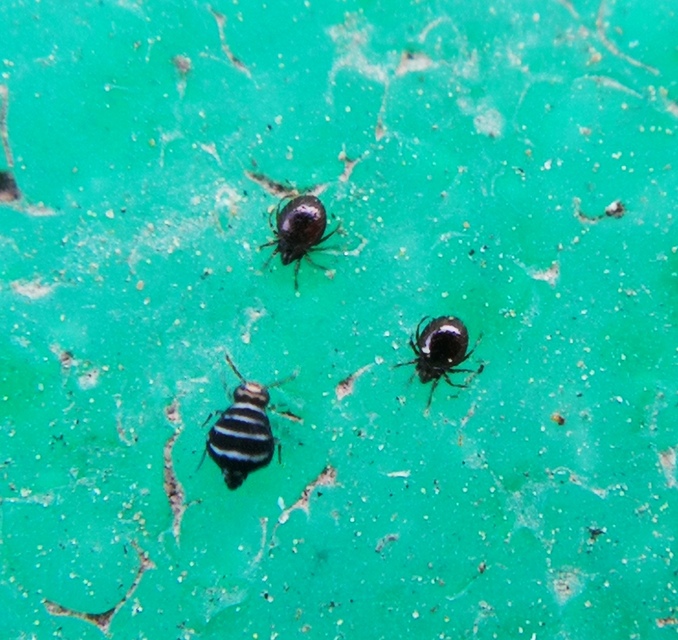 Fasciosminthurus quinquefasciatus