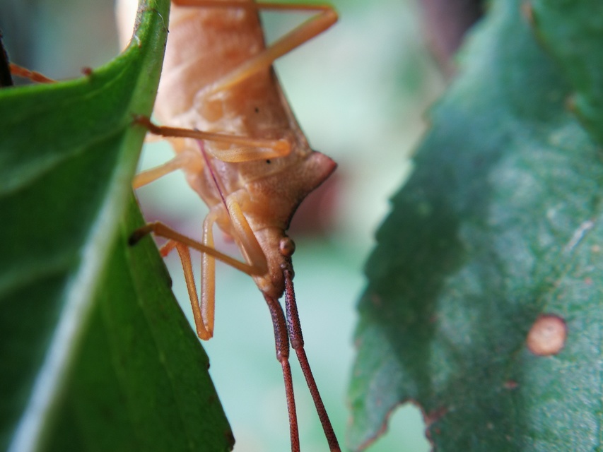 Gonocerus acuteangulatus - aranypetés karimáspoloska