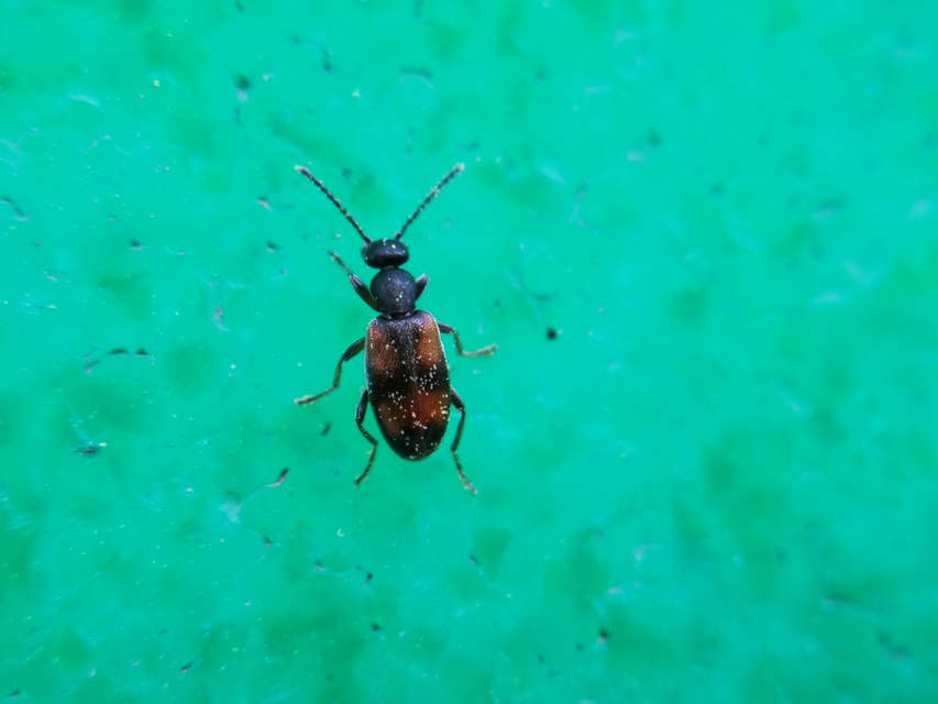 Anthicus antherinus - közönséges fürgebogár