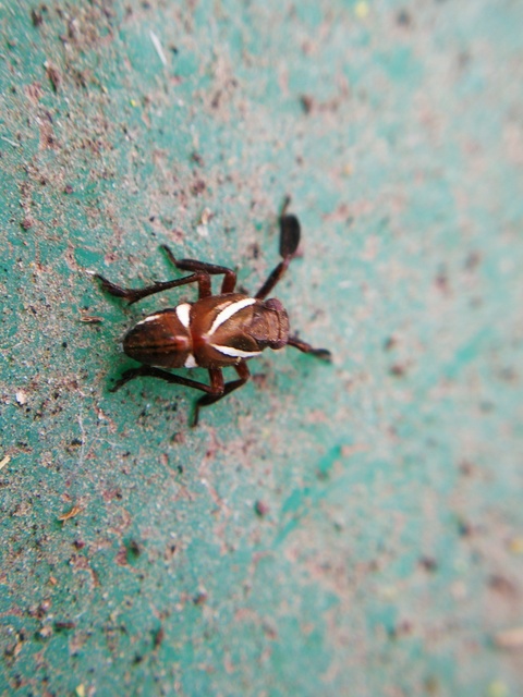 Caliscelis wallengreni