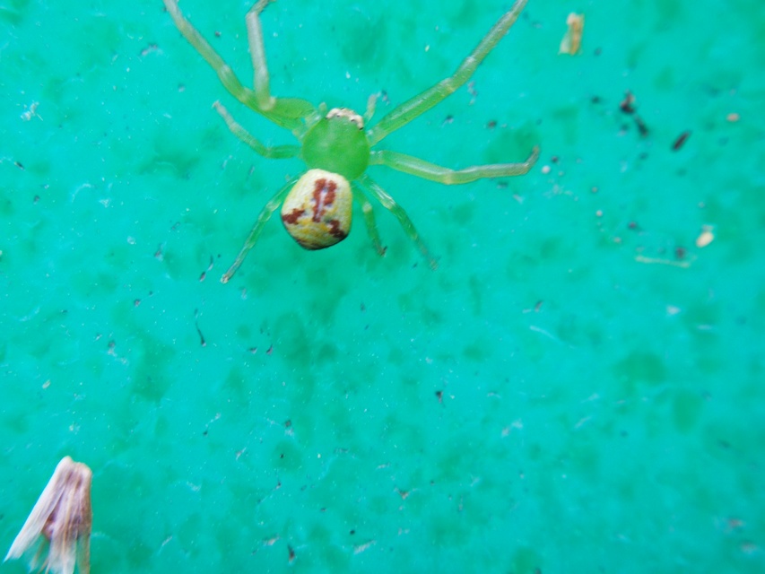 Ebrechtella tricuspidata - alakoskodó karolópók
