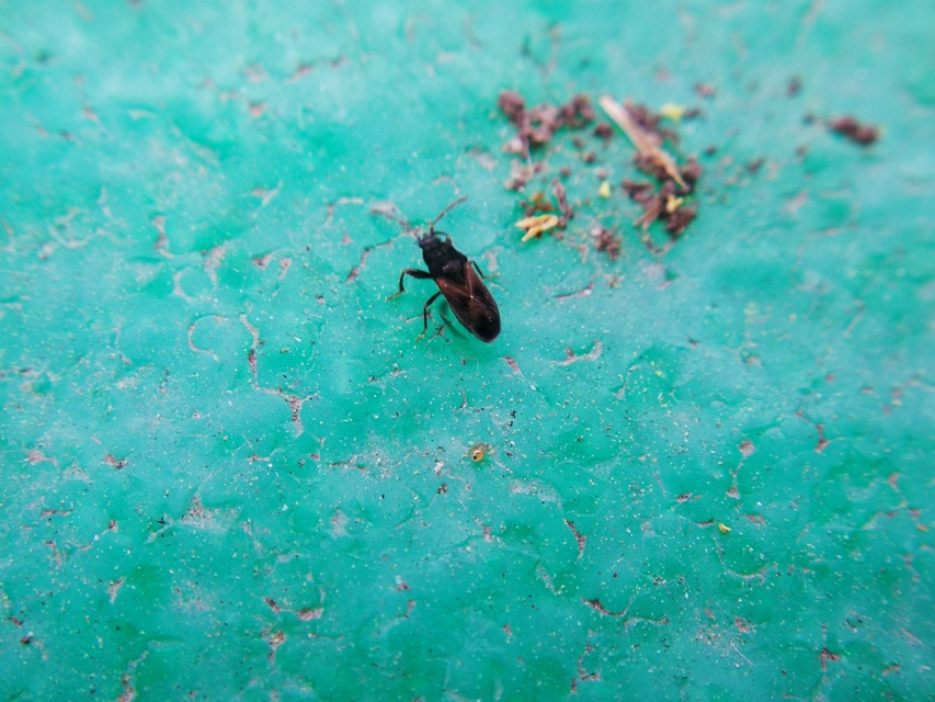 Tropistethus holosericus - törpebodobács