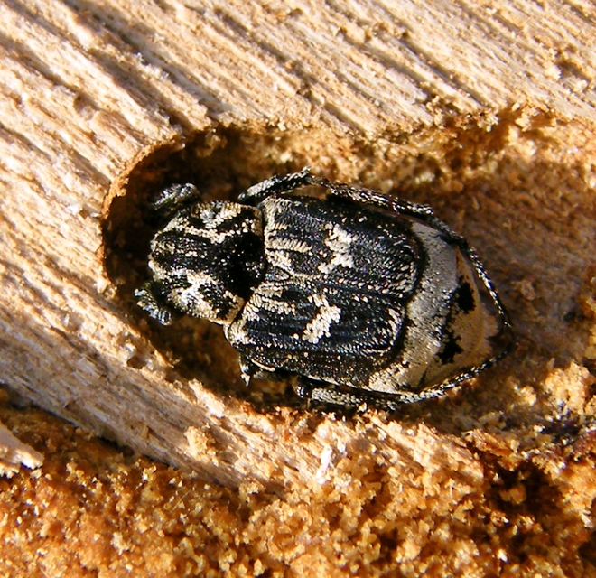 Valgus hemipterus - suta virágbogár