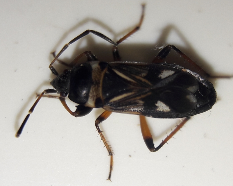 Raglius alboacuminatus - tarka díszesbodobács