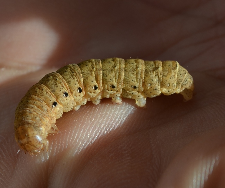 Noctua fimbriata - szélessávú sárgafűbagoly