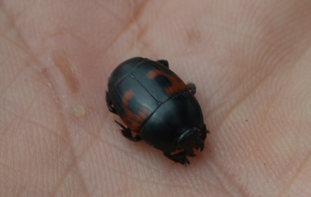 Hister quadrimaculatus - közönséges sutabogár