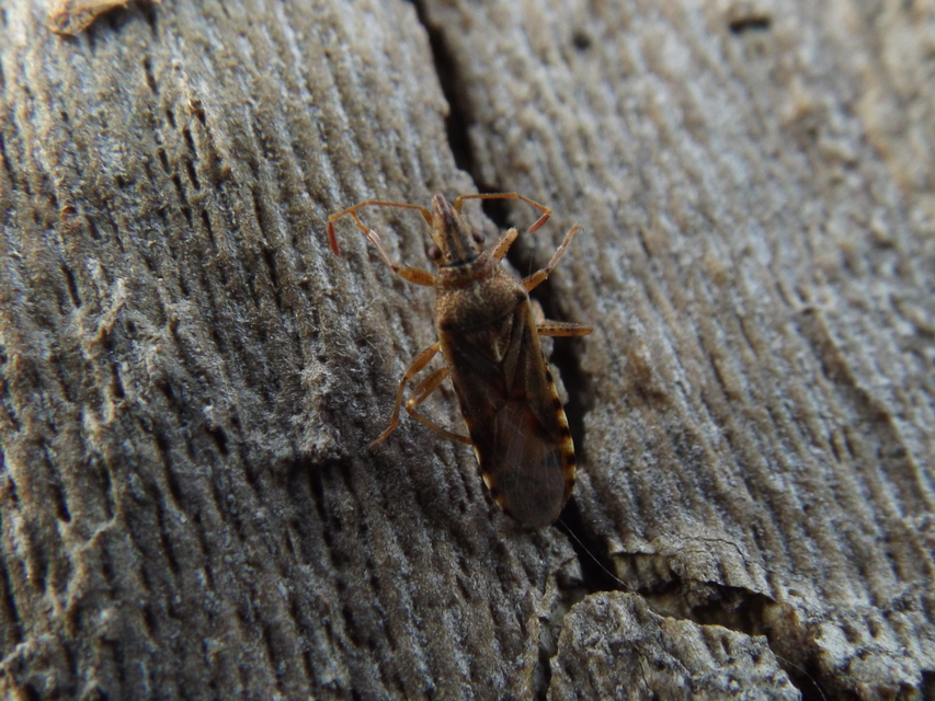 Belonochilus numenius - amerikai platánbodobács
