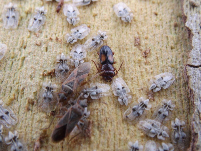 Laemophloeus monilis - nagyfoltú szegélyeslapbogár