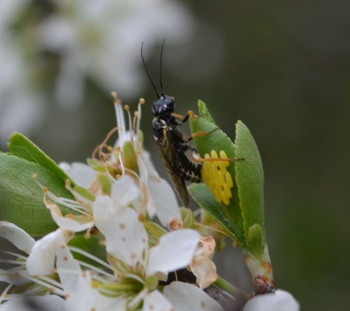 Pamphiliidae - szövődarazsak