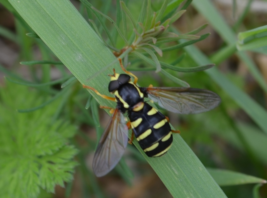 Xanthogramma citrofasciatum - korai oldalsávoslégy