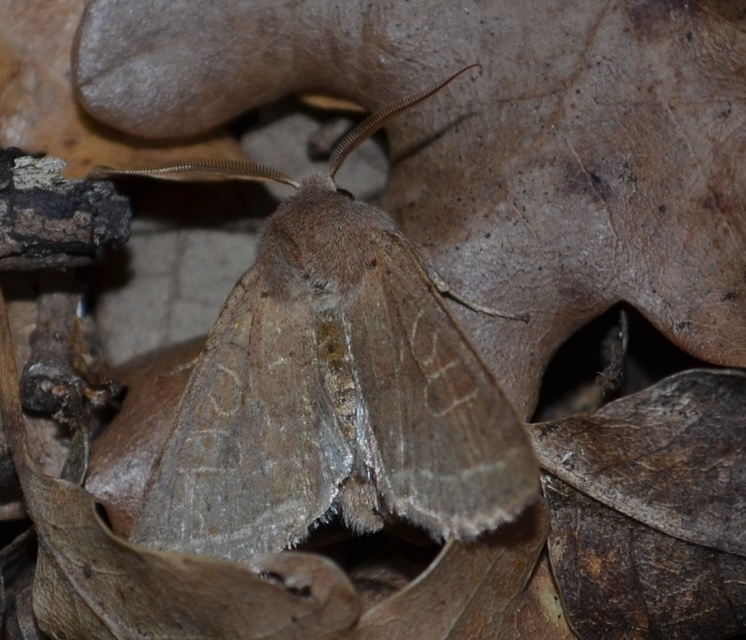 Orthosia cerasi - közepes barkabagoly