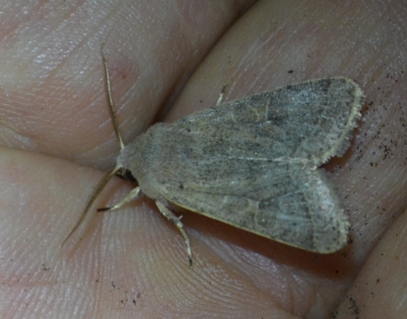 Orthosia cerasi - közepes barkabagoly