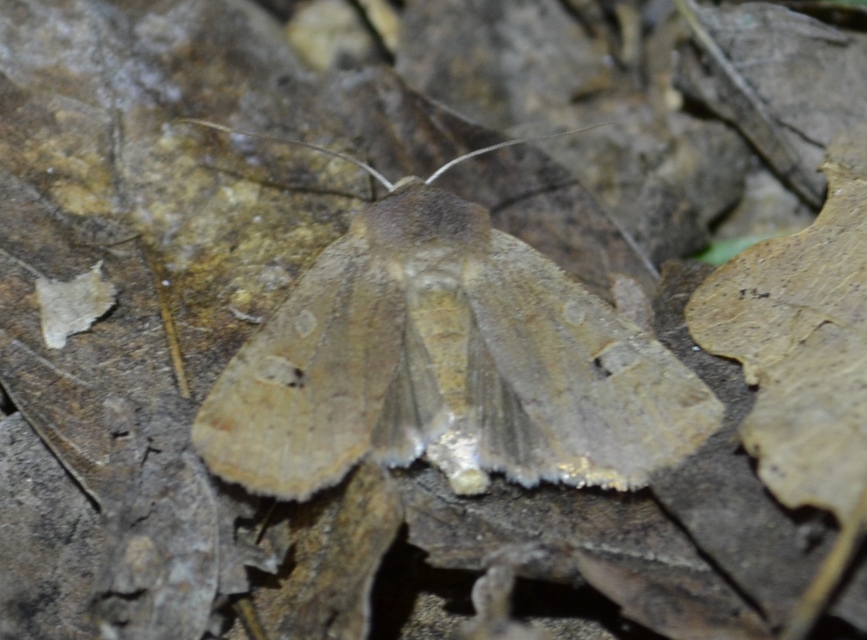 Conistra erythrocephala - vörösfejű őszibagoly