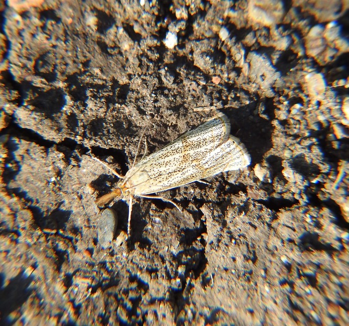 Thisanotia chrysonuchella - tavaszi fűgyökérmoly