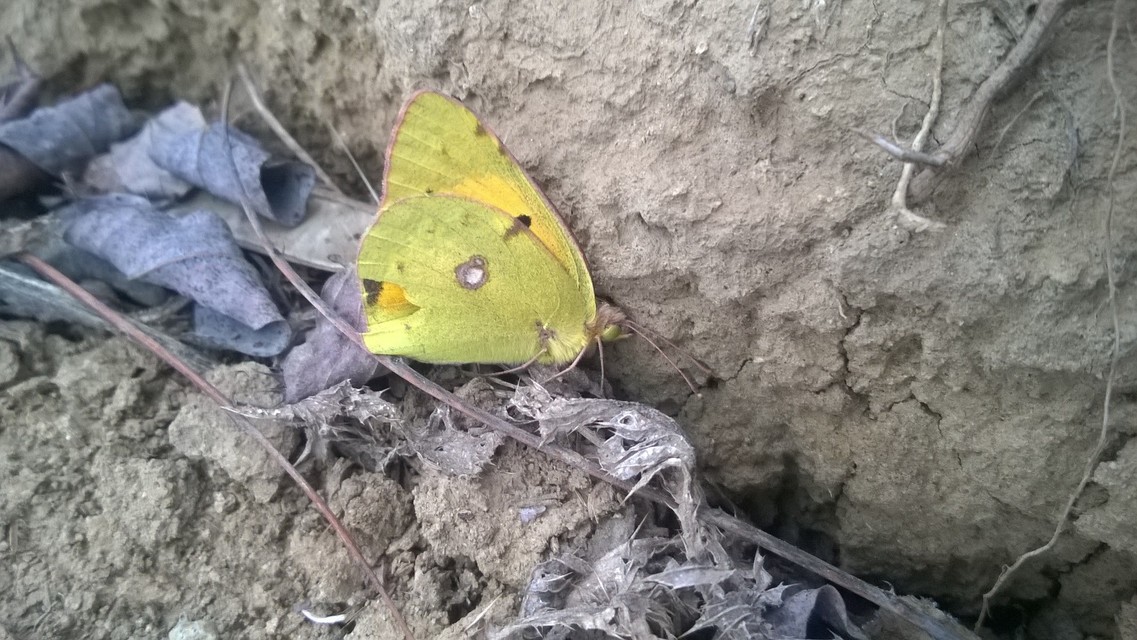 Colias croceus - sáfránylepke