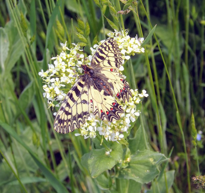 Zerynthia polyxena - farkasalmalepke