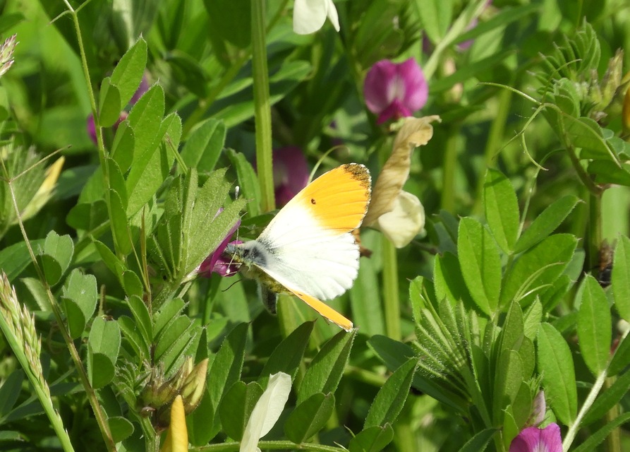 Anthocharis cardamines - hajnalpírlepke