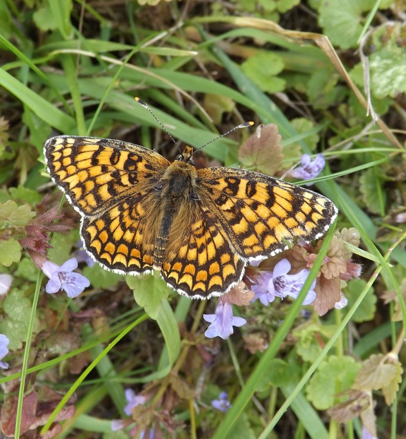 Melitaea phoebe - nagy tarkalepke