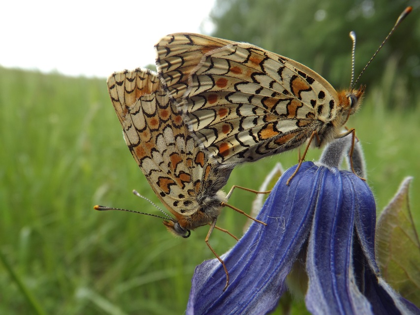 Melitaea phoebe - nagy tarkalepke