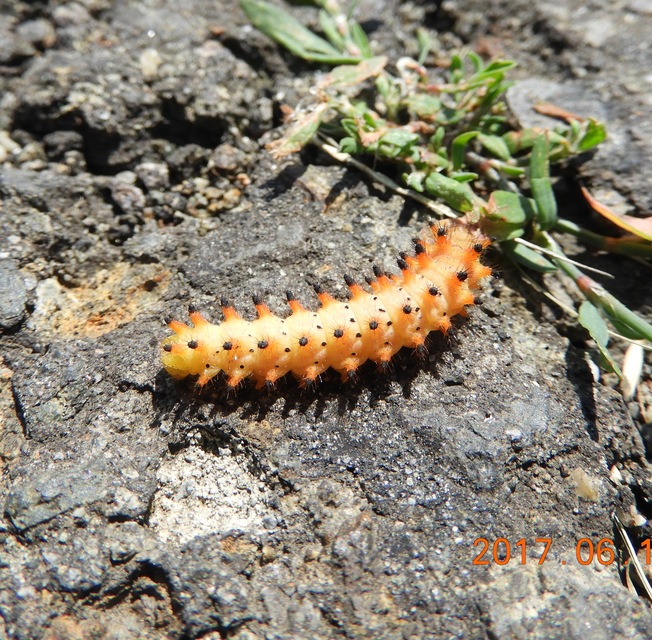 Zerynthia polyxena - farkasalmalepke